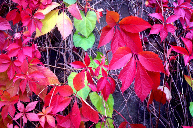 En carnaval Naturaleza Color (Digital)