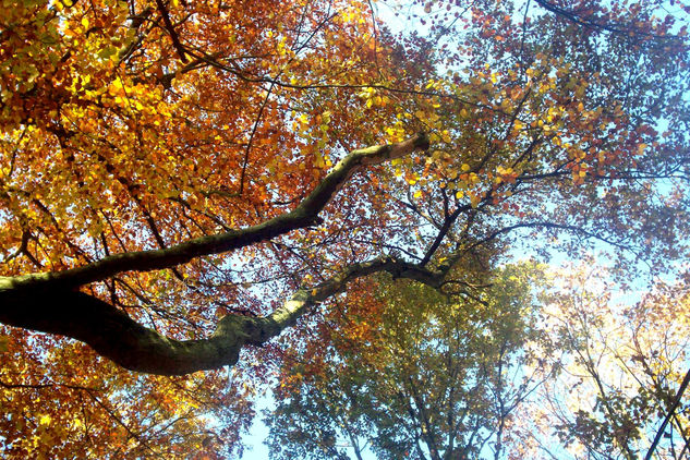 Hacia el cielo Naturaleza Color (Digital)