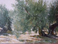 olivo. nº4