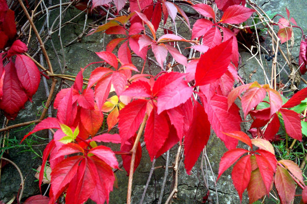 Pequeñas alegrías Nature Color (Digital)