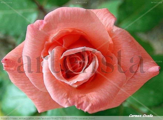Rosa Rosa