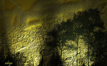 Arboles nocturnos