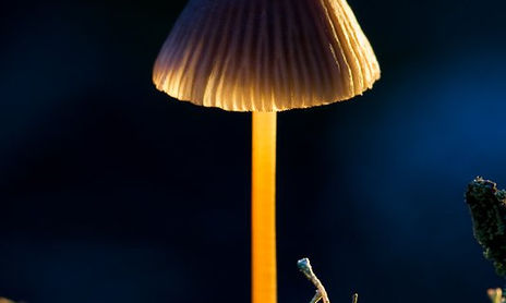 Detalles
