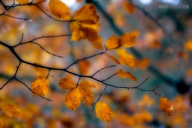 Melancolico otoño 