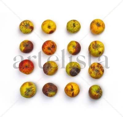 Manzanas podres