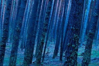 Bosque azul