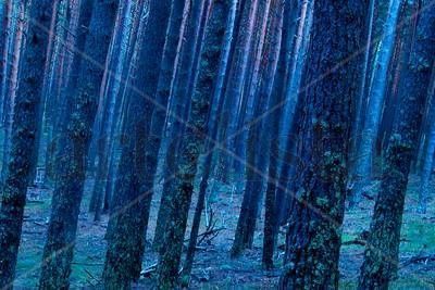 Bosque azul