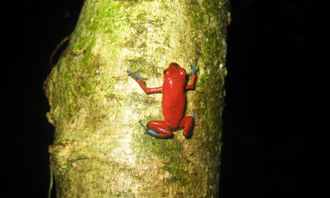 Imágenes de Tortuguero