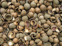 Nueces de macadamia