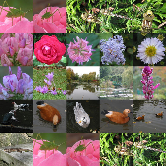 collage
