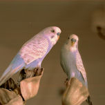 Fotografia thumbnail 1