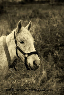 Caballo