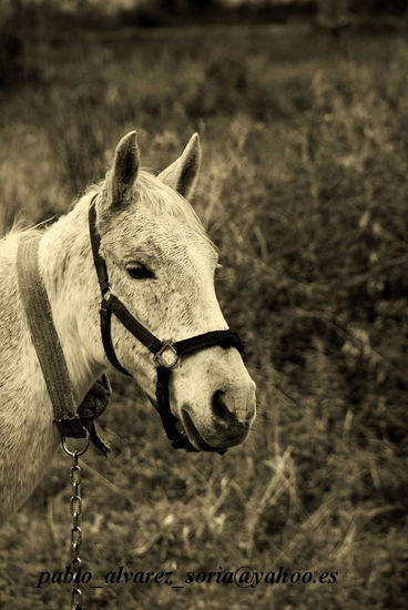 CABALLO 