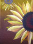 Girasol