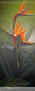 AVES DEL PARAISO3