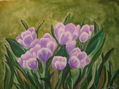 tulipanes lilas