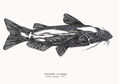 CHANNEL  CATFISH ( Serie Peces del Mundo )