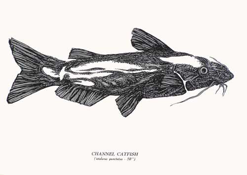 CHANNEL  CATFISH ( Serie Peces del Mundo ) 