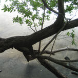 Golfo de papagayo thumbnail 1