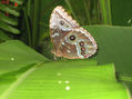 Mariposa en volcan arenal