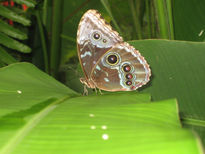 Mariposa en volcan...