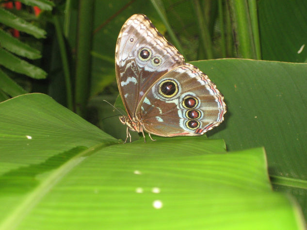 Mariposa en volcan arenal 