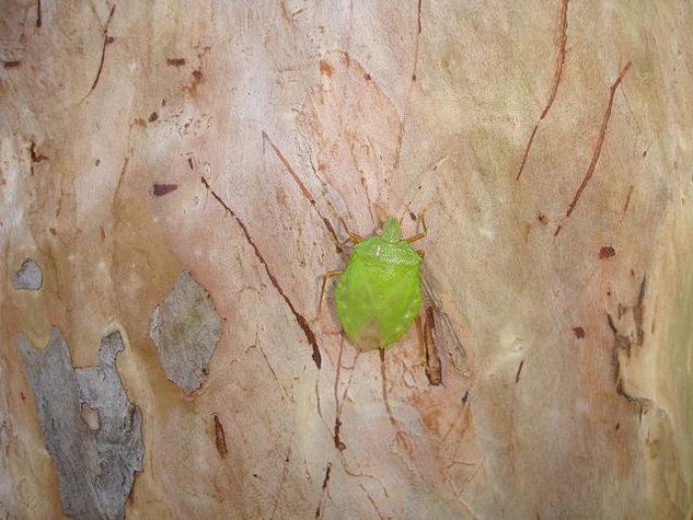 Homóptero En Árbol De Guayaba Naturaleza Color (Digital)