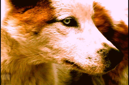 Perro