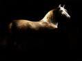 Malevo de luz ll
