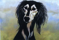 Habib  saluki