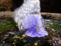 La flor y el agua.