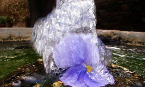 Flores