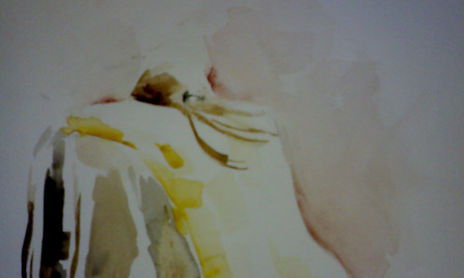 desnudos