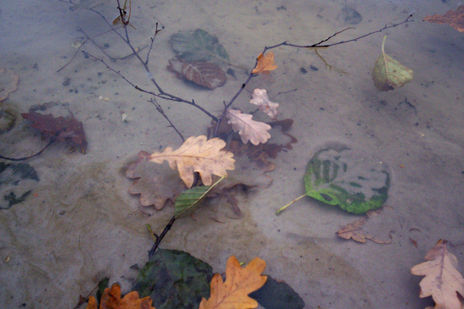 Hojas, agua y arena