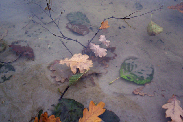 Hojas, agua y arena Nature Color (Digital)