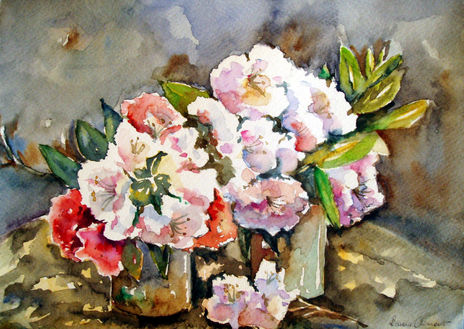 Rododendros