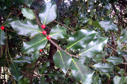 Navidad