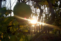 Sol y manzana