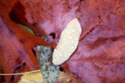 Hoja sobre hoja