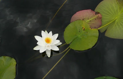 Flor del loto