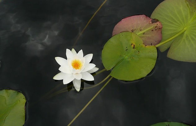 flor del loto