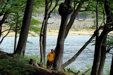 Bosque de lengas de...