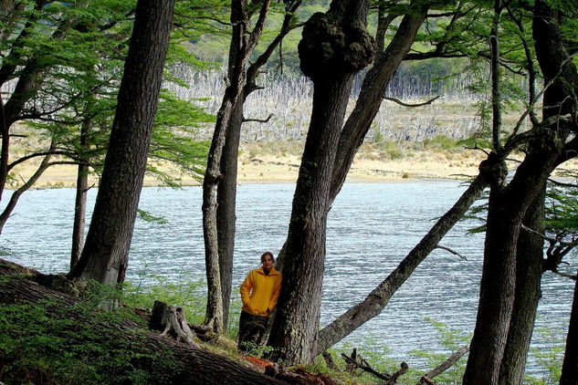 Bosque de lengas de muchos años. Nature Color (Digital)