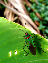 Verde y rojo