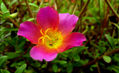 Flor rosa