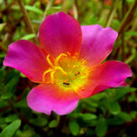 flora thumbnail 2