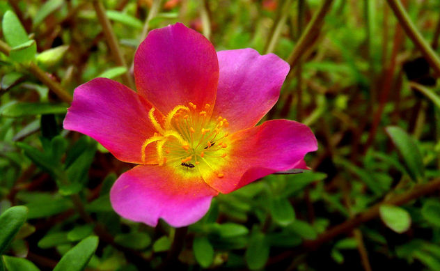Flor rosa