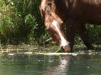 El caballo