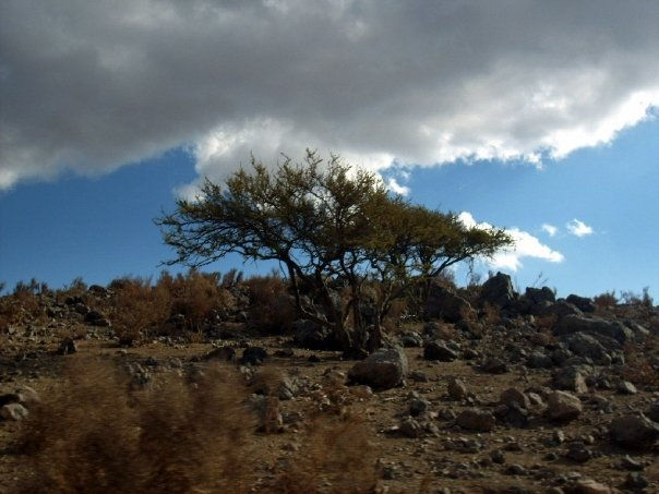 espino