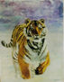 tigre